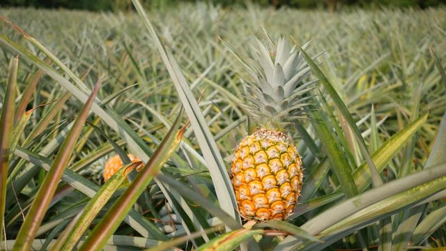 Close up of Yellow pineapple in plantation field. Tropical pineapple fruit with natural farm