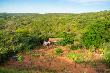 Small farm and huge caatinga forest in the background in the countryside of Oeiras - Piaui state, Brazil (Sertao landscape)