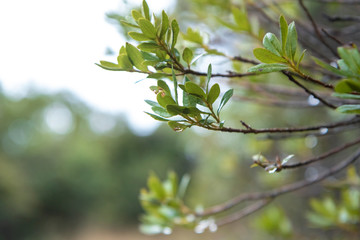 green leaf tree
