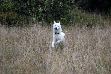 husky dog ​​running in the brush