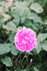 Louise Odier or Madame de Stella rose. Beautiful ancient variety of roses. Fragrant beautiful plant.