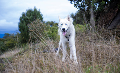 husky dog ​​standing in the brush