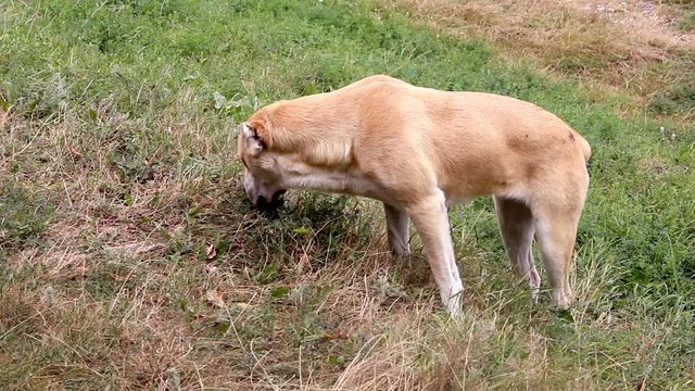 a big alabai (central asian shepherd dog) sniffs the grass