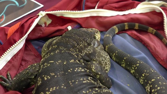  scarifying big lizard in laying on a red bag 