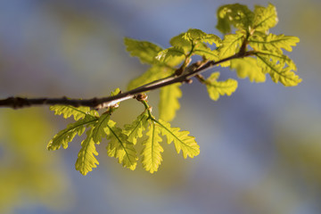 Young oak leaves in spring against the sky