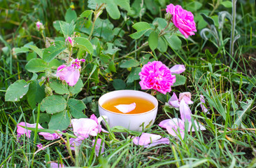 Tea in country style in summer garden in the village. Vintafe cup of green herbal tea and blooming pink roses in sunlight.