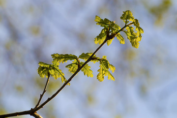 Young oak leaves in spring against the sky