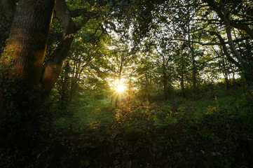 Sunburst in the forest at sunset