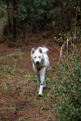 huskie dog in the pine forest