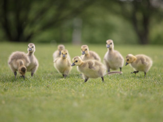 Naklejka na ściany i meble Canada geese babies