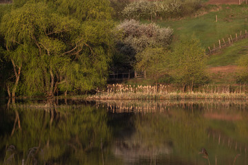 Obraz premium Sunny morning in the spring on the lake, reflection background