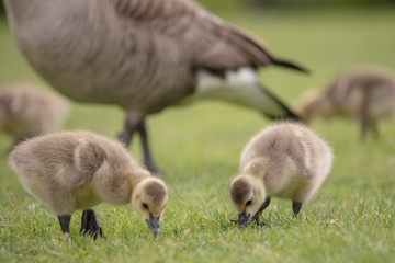 Canada geese babies