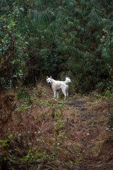 Obraz premium huskie dog in the pine forest