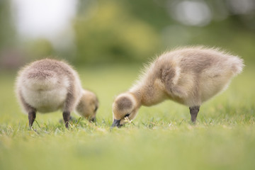 Canada geese babies