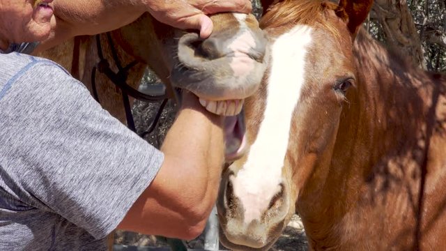 Equine Veterinarian checks horse teeth by feeling inside of mouth for spurs or obstructions and alignment while another horse waits her turn.
Shot in 4K 3840 x 2160