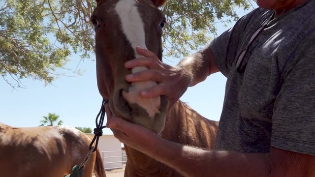 Equine Veterinarian checks horse teeth by feeling inside of mouth for spurs or obstructions and alignment.
Shot in 4K 3840 x 2160