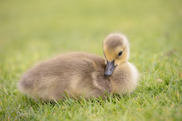 Canada geese babies