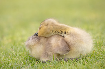 Canada geese babies