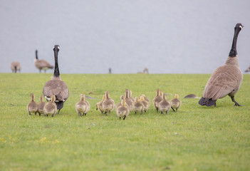 Canada geese babies