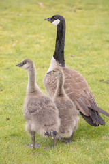 Canada geese babies