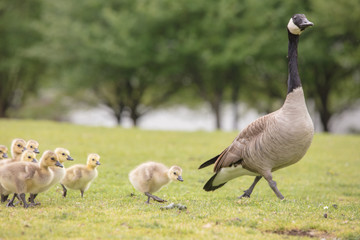 Canada geese babies