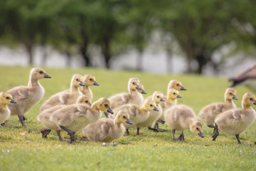 Canada geese babies