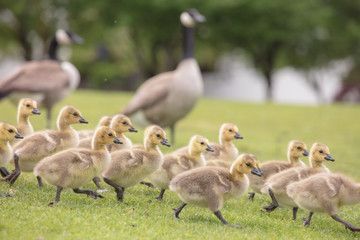 Canada geese babies