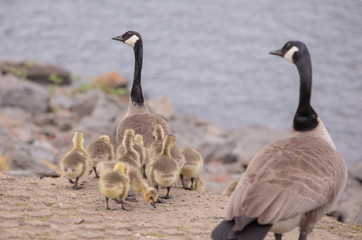 Canada geese babies
