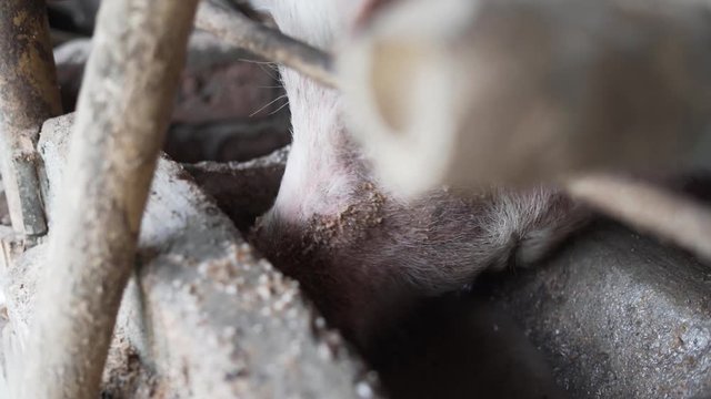 globus bambus sichtschutz Bambus-Sichtschutzzaun | Vollrohr