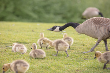 Canada geese babies