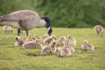 Canada geese babies
