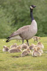 Canada geese babies