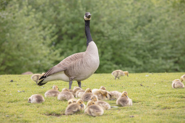 Canada geese babies