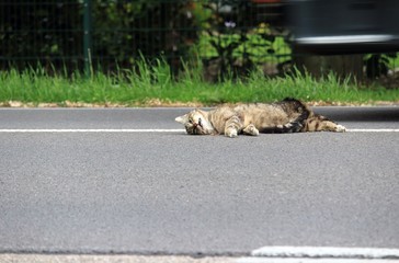 vom Auto überfahren