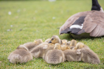 Canada geese babies