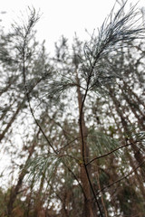 Naklejka premium pine trees