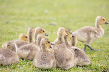 Canada geese babies