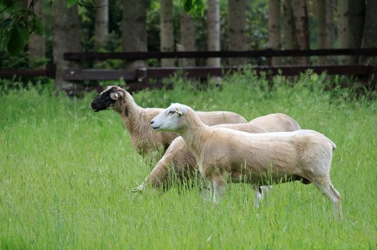 die neugierigen Schafe