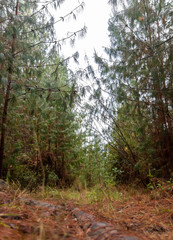 Fototapeta premium forest