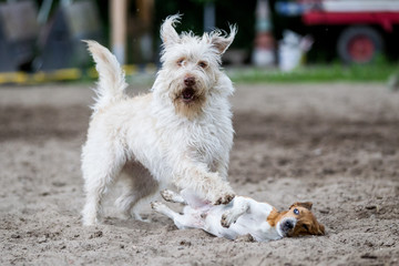 zwei Hunde im Spiel auf einem Reitplatz Mischlingshündin und Jack Russel Rüde