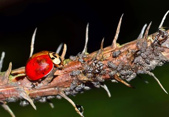 A ladybug on a branch amid a lot of aphids which it will use as food.