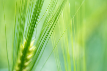 Green wheat plants growing on a field, bright background