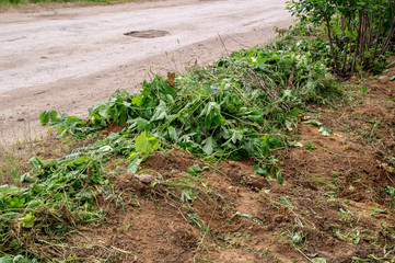 Grass weeding.