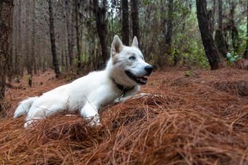 white huskie dog lying among pine trees
