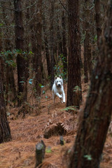 Naklejka na ściany i meble white huskie dog running among pine trees