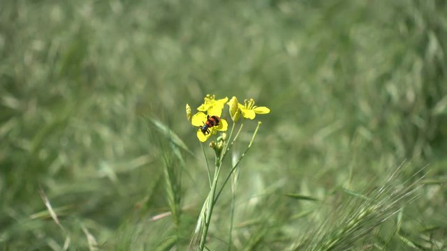 Cleridae beetle crawls on yellow flowers against the background of green grass. Wildlife insects in the steppe.
