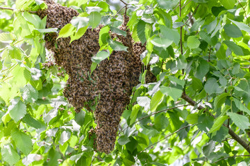 Swarm of bees in a tree