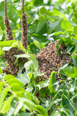 Swarm of bees in a tree