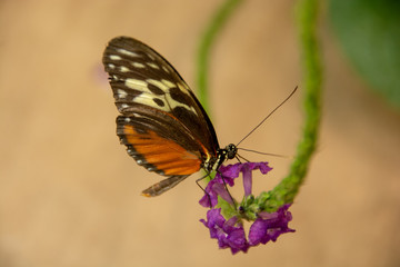 Fototapeta na wymiar Tiger Longwing Butterfly-7