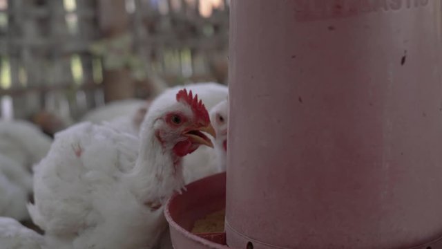 Hungry broiler chickens eating grains from a feeder, close up shot